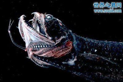 龍魚突然張嘴合嘴什么原因：龍魚嘴巴張合可能是由于多種原因引起的