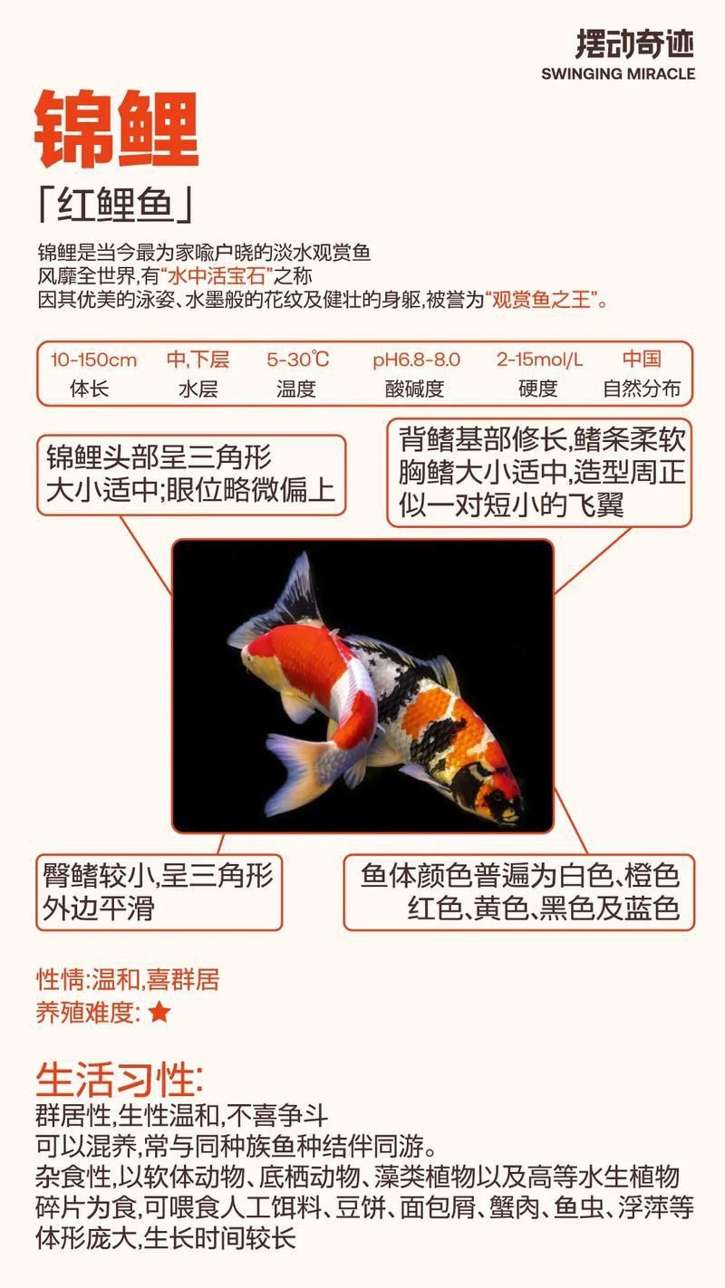 錦鯉26個品種圖解