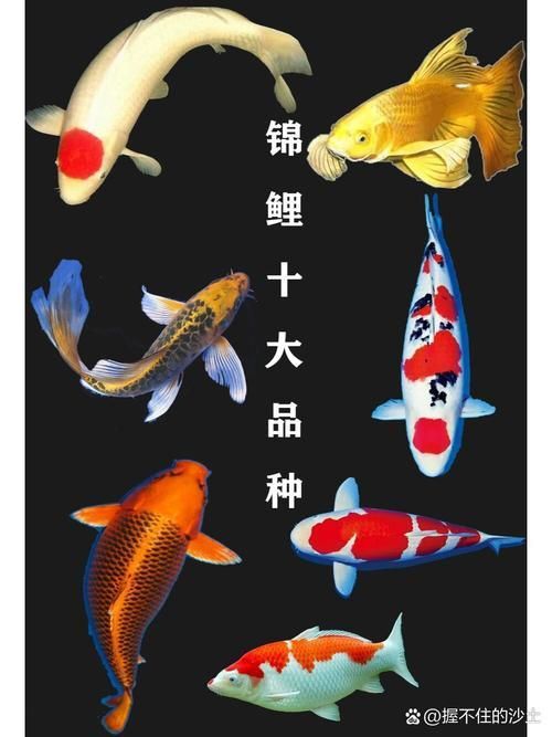錦鯉26個品種圖解