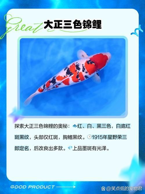 錦鯉26個品種圖解