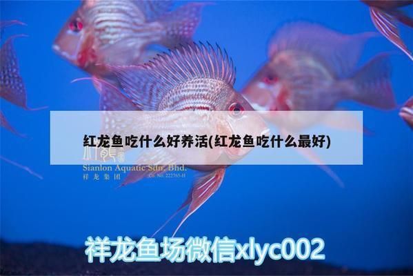 紅龍魚最愛吃什么飼料（紅龍魚成年飼料品牌，紅龍魚發(fā)色飼料效果）