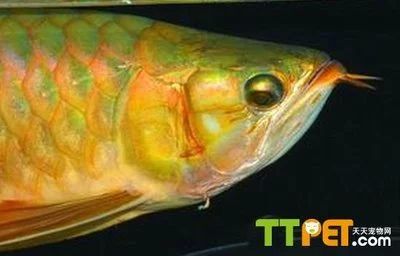 龍魚掉眼手術圖解：探討龍魚掉眼手術圖解龍魚掉眼手術圖解龍魚掉眼手術圖解