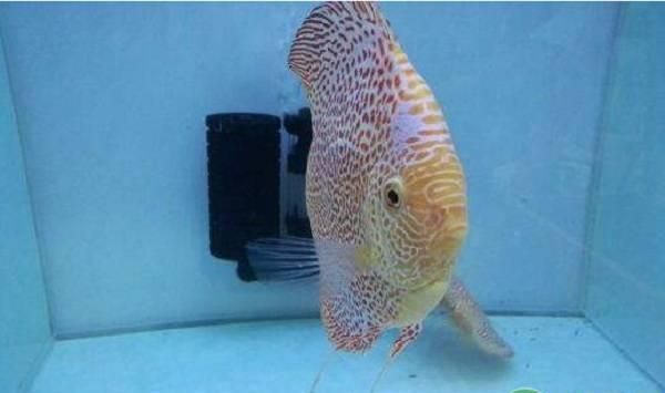 龍魚凹眼治療堅持幾天會好【龍魚凹眼治療后恢復時間沒有一個固定標準】
