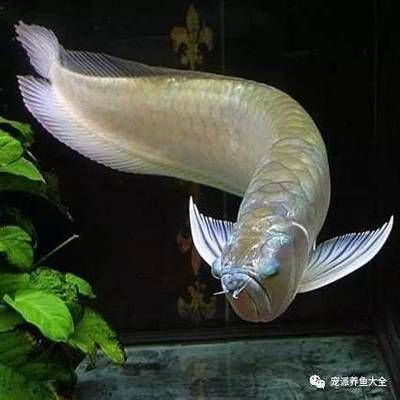 龍魚凹眼治療堅持幾天會好【龍魚凹眼治療后恢復時間沒有一個固定標準】
