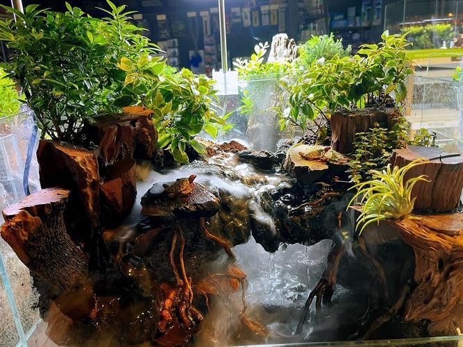 內江龍魚專賣店