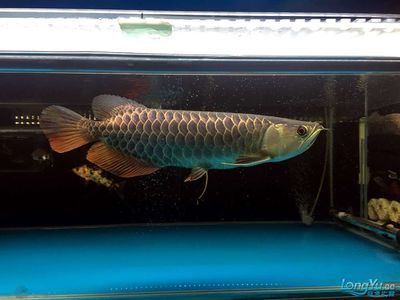龍魚古典藍多少錢：古典藍龍魚的價格受多種因素影響