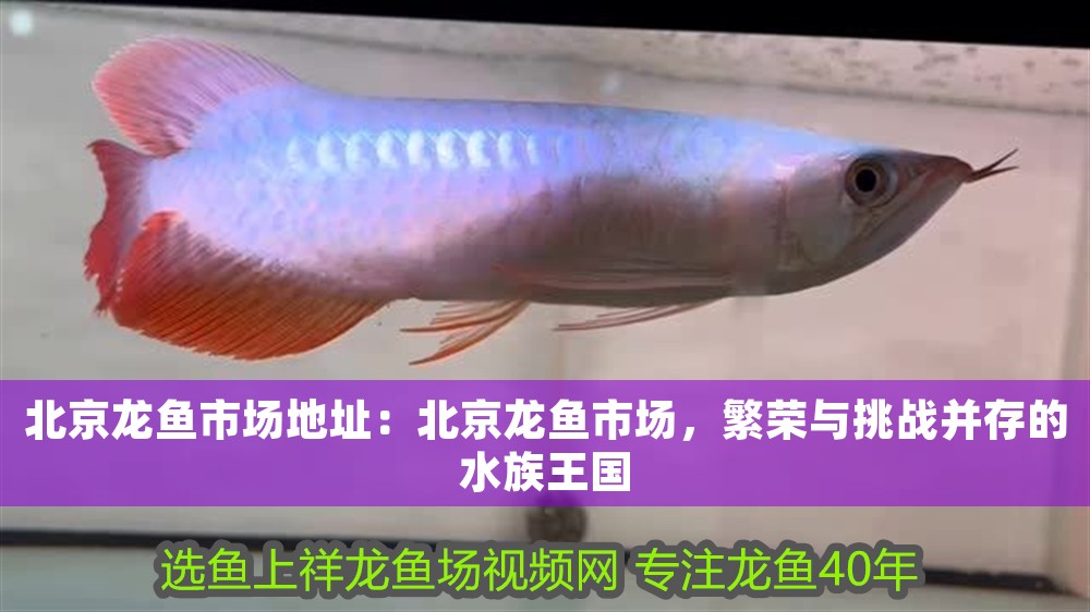 <strong><mark>北京</mark></strong>龍魚市場地址：<strong><mark>北京</mark></strong>龍魚市場，繁榮與挑戰并存的水族王國