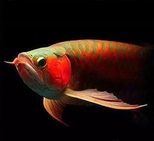 龍魚兜嘴怎么補救：如何自制龍魚營養均衡飼料