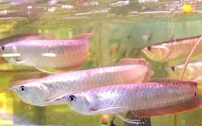 金龍魚一缸能養幾條最好，金龍魚一缸能養幾條 金龍魚一缸能養幾條最好，金龍魚一缸能養幾條 龍魚百科 第4張