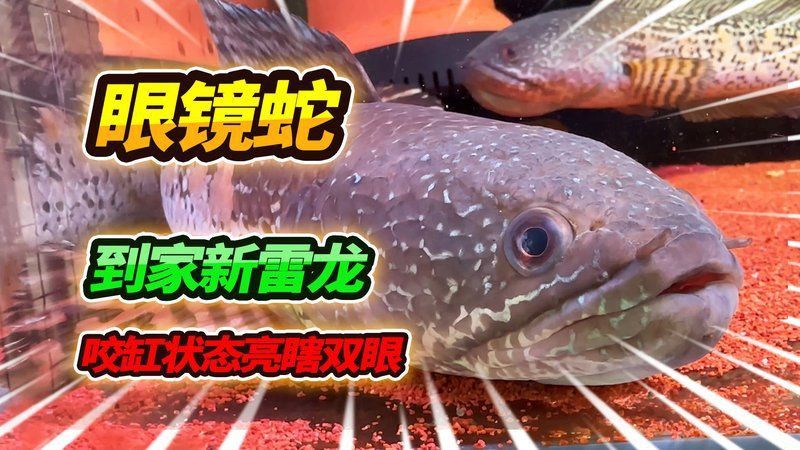 金塵雷龍魚多少錢