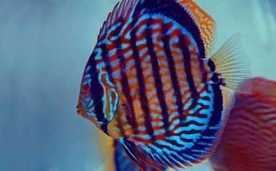 龍魚(yú)可以賣(mài)或送人嗎：風(fēng)水學(xué)中魚(yú)缸擺放講究龍魚(yú)可以買(mǎi)賣(mài)但需要注意以下幾點(diǎn)