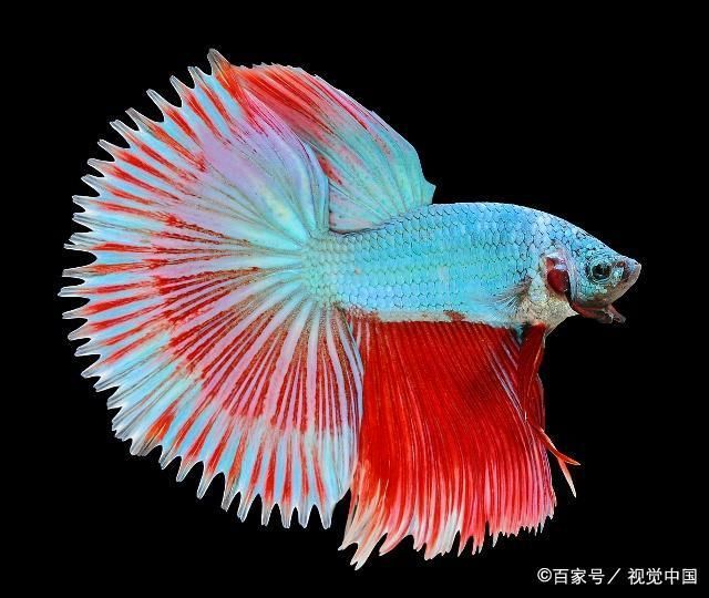 常見的熱帶觀賞魚有哪些：常見的熱帶觀賞魚品種是一些常見的熱帶觀賞魚品種 常見的熱帶觀賞魚有哪些：常見的熱帶觀賞魚品種是一些常見的熱帶觀賞魚品種 龍魚百科 第1張
