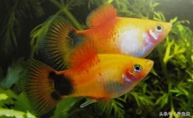 常見的熱帶觀賞魚有哪些：常見的熱帶觀賞魚品種是一些常見的熱帶觀賞魚品種 常見的熱帶觀賞魚有哪些：常見的熱帶觀賞魚品種是一些常見的熱帶觀賞魚品種 龍魚百科 第2張