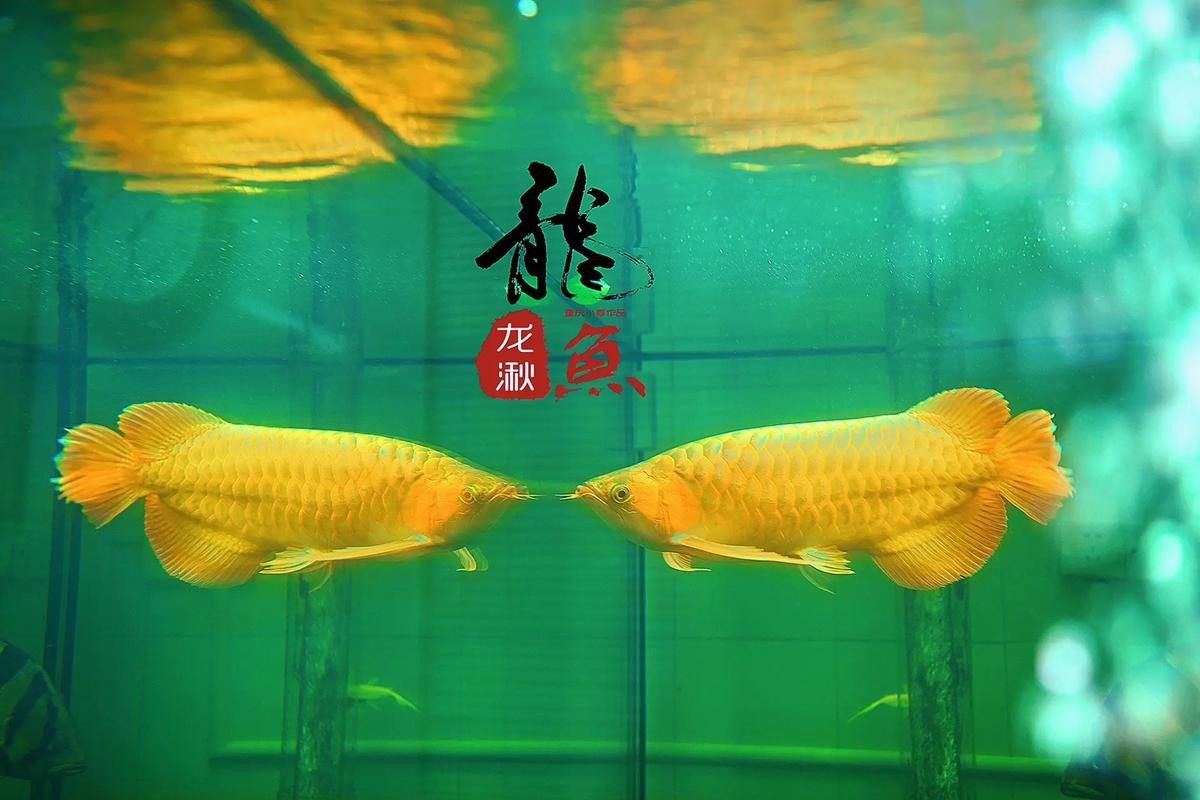 能推薦一些金龍魚攝影圖嗎？ 能推薦一些金龍魚攝影圖嗎？ 龍魚百科 第18張