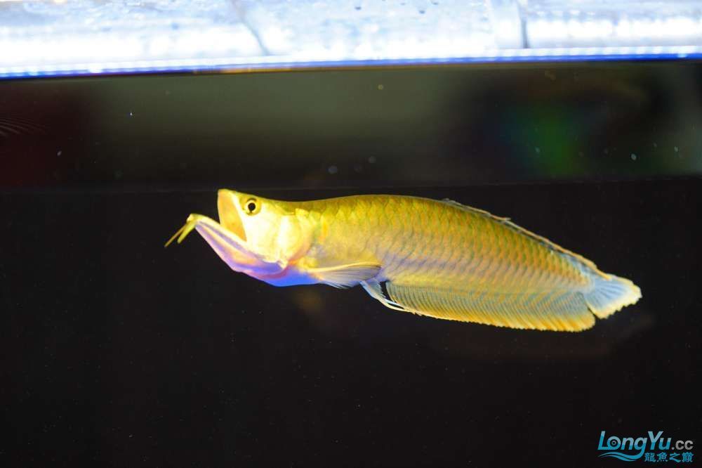銀龍魚顏色（關于銀龍魚顏色的一些詳細信息）