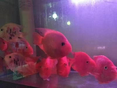 銀龍魚顏色（關于銀龍魚顏色的一些詳細信息）