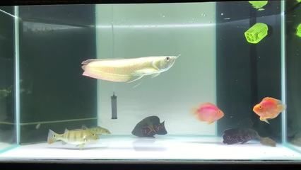 銀龍魚顏色（關于銀龍魚顏色的一些詳細信息）