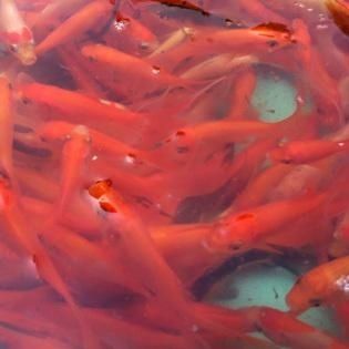 紅龍魚和孔雀龍混養技巧:混養紅龍魚和孔雀龍的注意事項 龍魚百科 第4張 紅龍魚和孔雀龍混養技巧:混養紅龍魚和孔雀龍的注意事項 紅龍魚和孔雀龍混養技巧:混養紅龍魚和孔雀龍的注意事項 龍魚百科 第4張