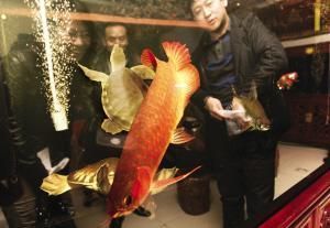 紅龍魚和孔雀龍混養技巧:混養紅龍魚和孔雀龍的注意事項 龍魚百科 第2張 紅龍魚和孔雀龍混養技巧:混養紅龍魚和孔雀龍的注意事項 紅龍魚和孔雀龍混養技巧:混養紅龍魚和孔雀龍的注意事項 龍魚百科 第2張