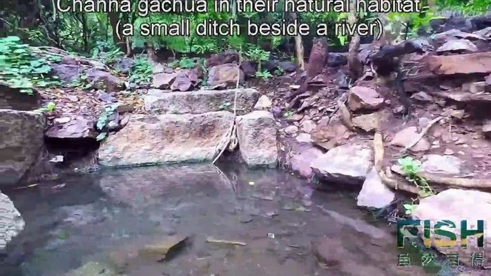 野外雷龍魚怎么抓的：在野外捕捉雷龍魚的一些方法和注意事項