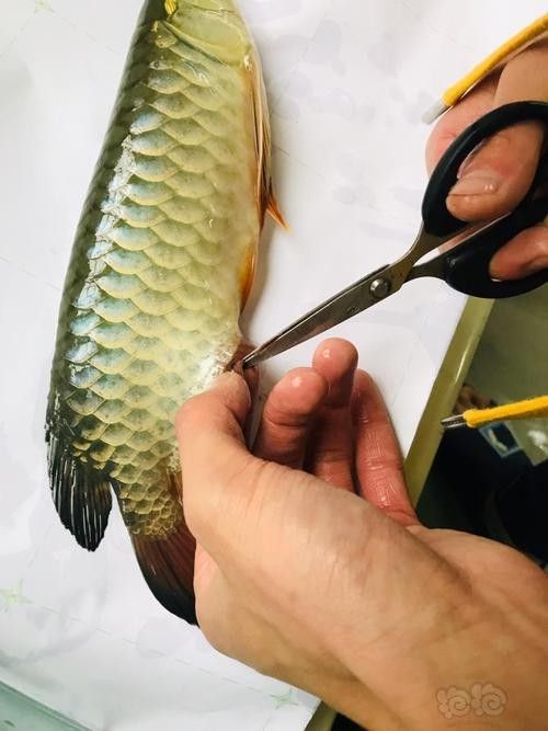 龍魚用麻藥的副作用大嗎圖片大全 龍魚用麻藥的副作用大嗎圖片大全 龍魚百科 第1張