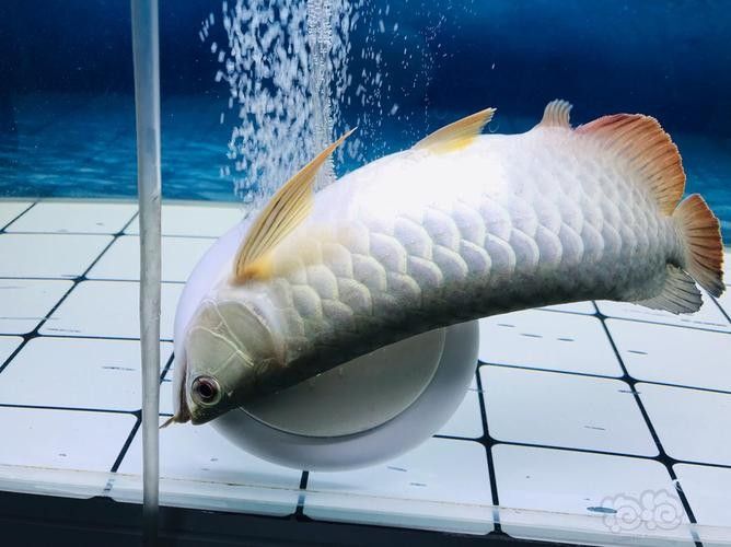 龍魚用麻藥的副作用大嗎圖片大全 龍魚用麻藥的副作用大嗎圖片大全 龍魚百科 第5張