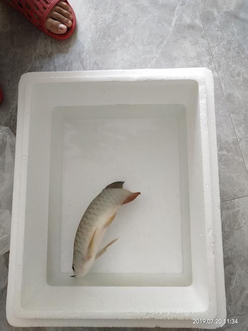龍魚用麻藥的副作用大嗎圖片大全 龍魚用麻藥的副作用大嗎圖片大全 龍魚百科 第14張