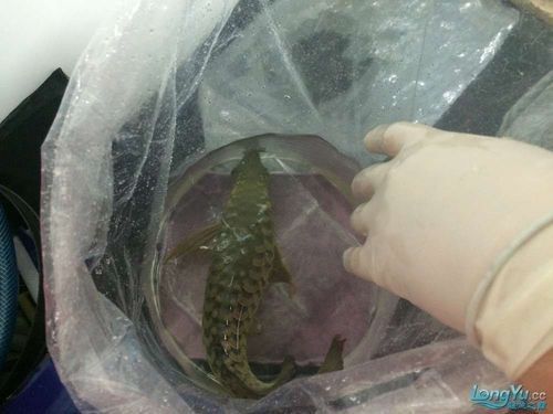 龍魚用麻藥的副作用大嗎圖片大全 龍魚用麻藥的副作用大嗎圖片大全 龍魚百科 第16張