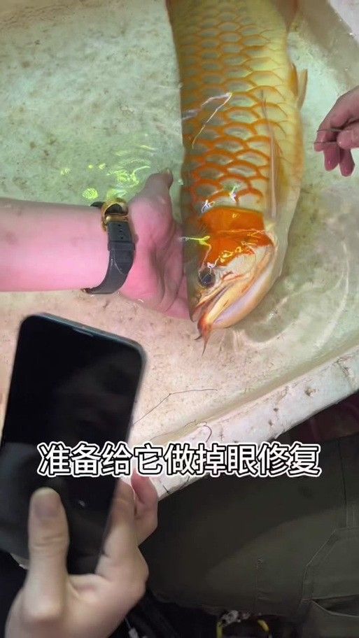 龍魚眼睛掉了怎么辦圖片