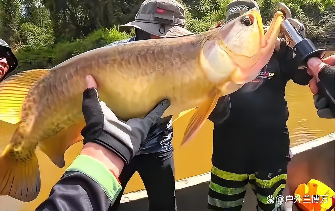 印尼金龍魚的價格是多少錢