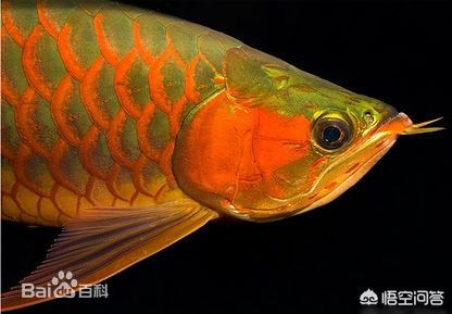 金龍魚都會金色嗎？（關于金龍魚顏色的一些詳細信息） 金龍魚都會金色嗎？（關于金龍魚顏色的一些詳細信息） 龍魚百科 第5張