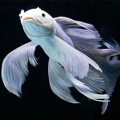 廣東孟吉爾龍魚，孟吉爾紅龍魚的市場價格 廣東孟吉爾龍魚，孟吉爾紅龍魚的市場價格 龍魚百科 第2張