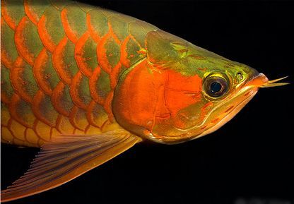 什么叫過背金龍魚（過背金龍魚是一種珍貴的觀賞魚，）
