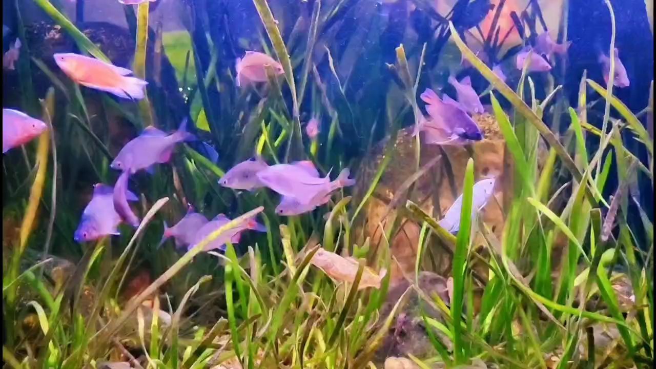 龍魚的介紹和特點是什么龍魚的介紹和特點是什么意思：龍魚的介紹和特點