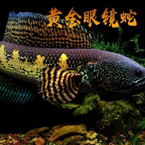 黃金眼鏡蛇雷龍的價(jià)格是多少？