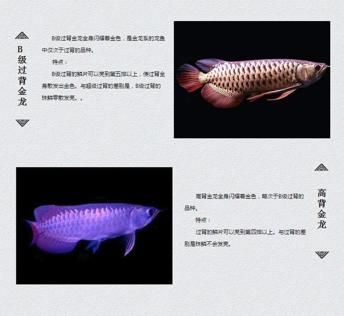 龍魚有小的嗎：體型較小的龍魚品種