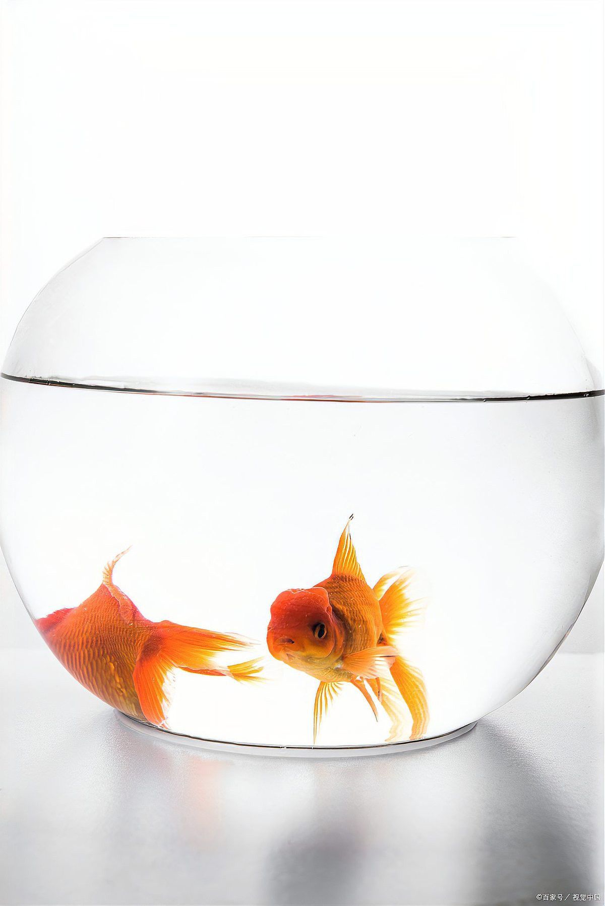 養龍魚用什么過濾器好用