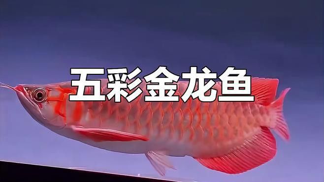 紅龍魚動態壁紙有哪些高清壁紙推薦？