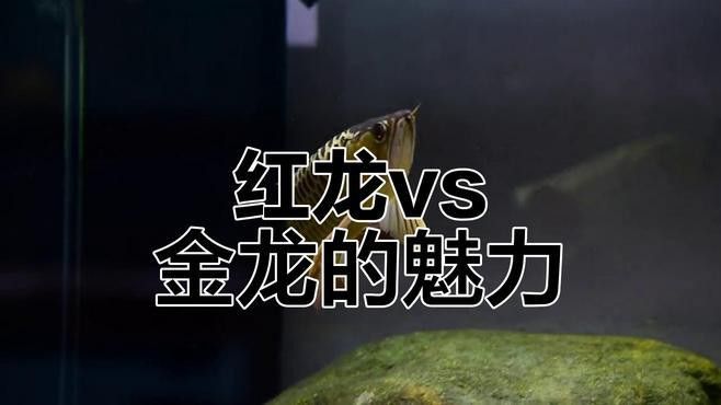 紅龍魚動態壁紙有哪些高清壁紙推薦？