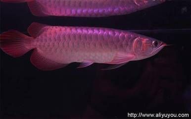 養龍魚的魚缸尺寸是多少？：養龍魚的魚缸尺寸