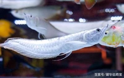 養龍魚的魚缸尺寸是多少？：養龍魚的魚缸尺寸
