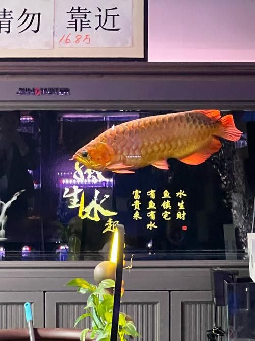 丹東龍魚專賣店