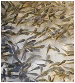 丹東龍魚專賣店