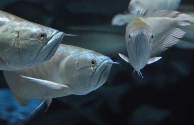 養銀龍魚背景什么顏色好（養銀龍魚時，深色背景如深棕色、深灰色或黑色是最理想的選擇）