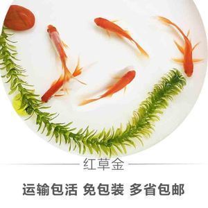 給龍魚喂食草金怎樣消毒殺菌：給龍魚喂食草金之前遵循這些方法，可以提高殺菌效果