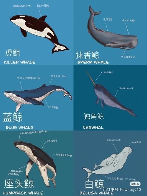 鯨魚種類大全大圖