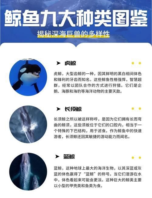 鯨魚種類大全大圖