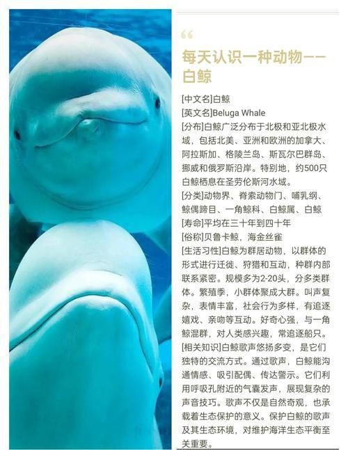 鯨魚種類大全大圖