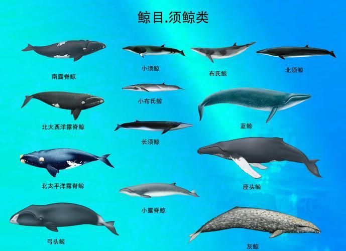 鯨魚種類大全大圖