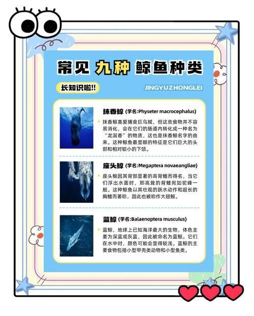 鯨魚種類大全大圖